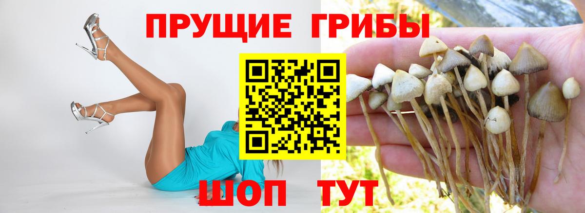Галлюциногенные грибы Psilocybine cubensis Камень-на-Оби